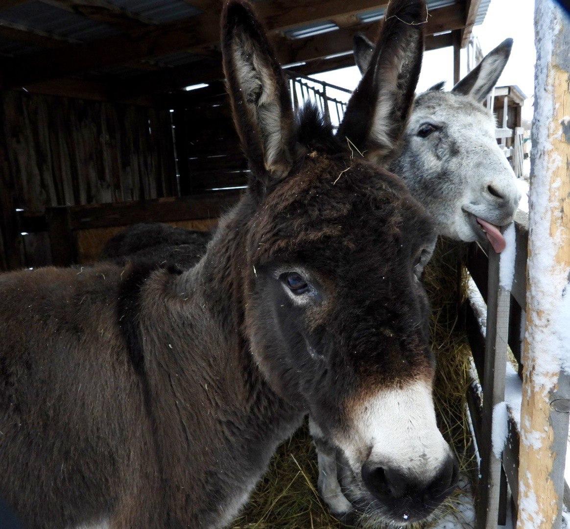 Фото Супруга помогает создать гарем. Лайфхак счастливой семейной жизни от страуса 2